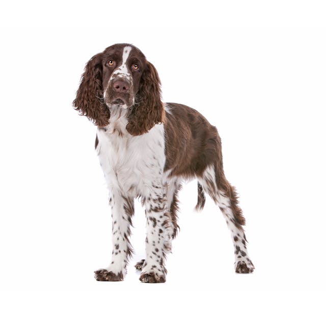 English Springer Spaniel