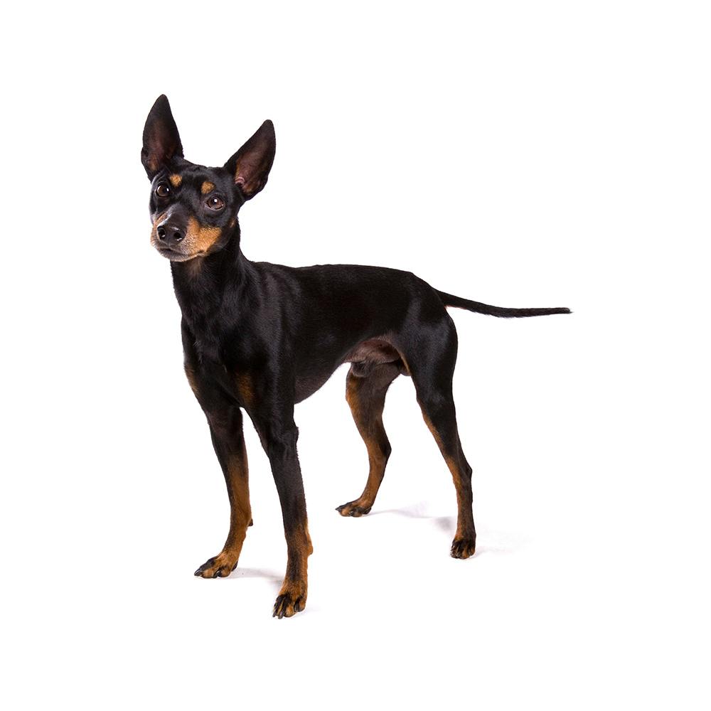 English Toy Terrier