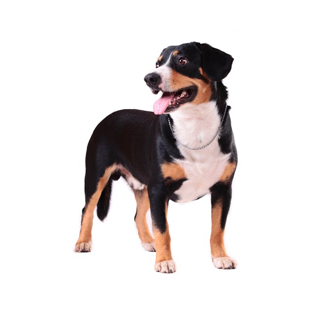 Entlebucher Mountain Dog