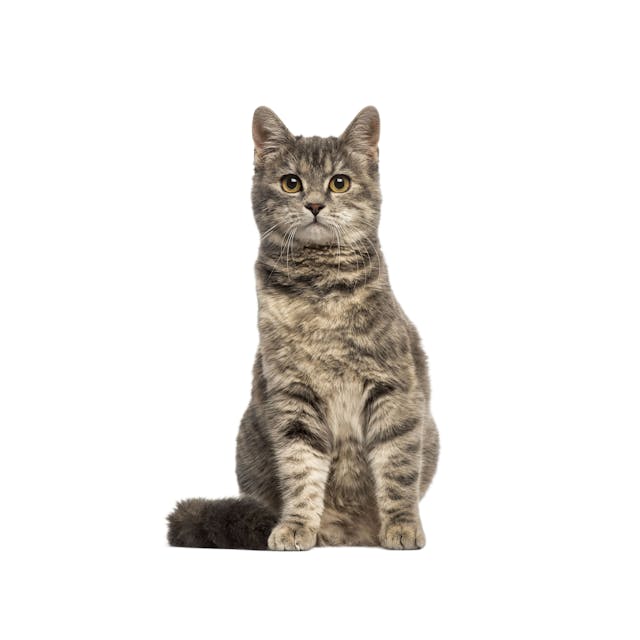 European Shorthair