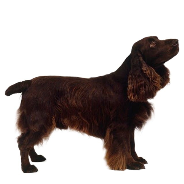 Field Spaniel