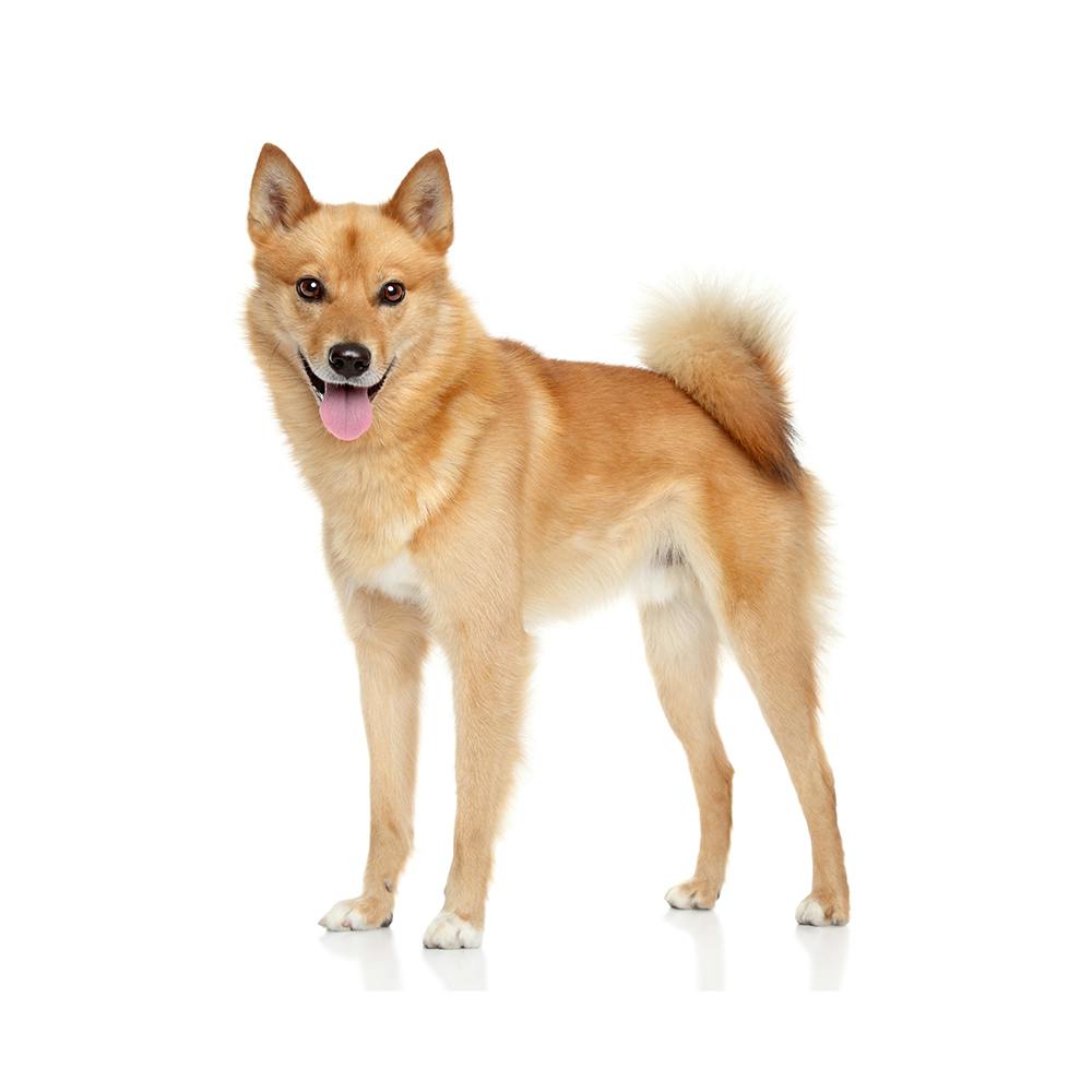 Finnish Spitz