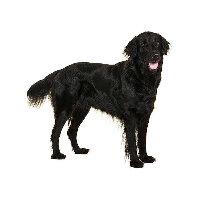 Flat-Coated Retriever