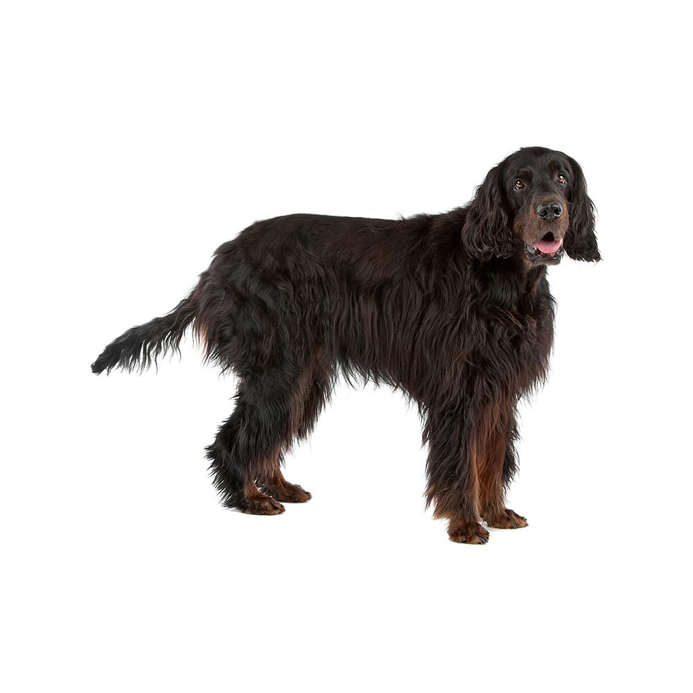 Gordon Setter