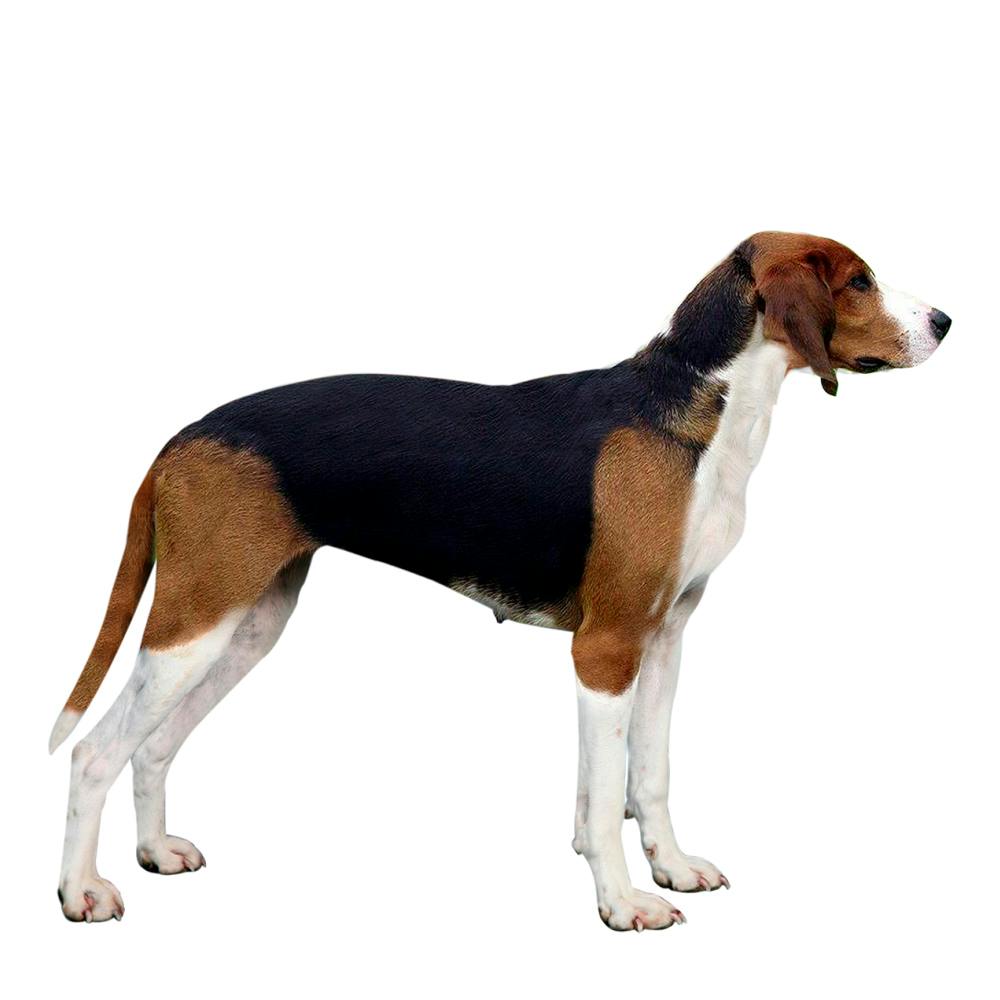 Great Anglo-French Tricolour Hound