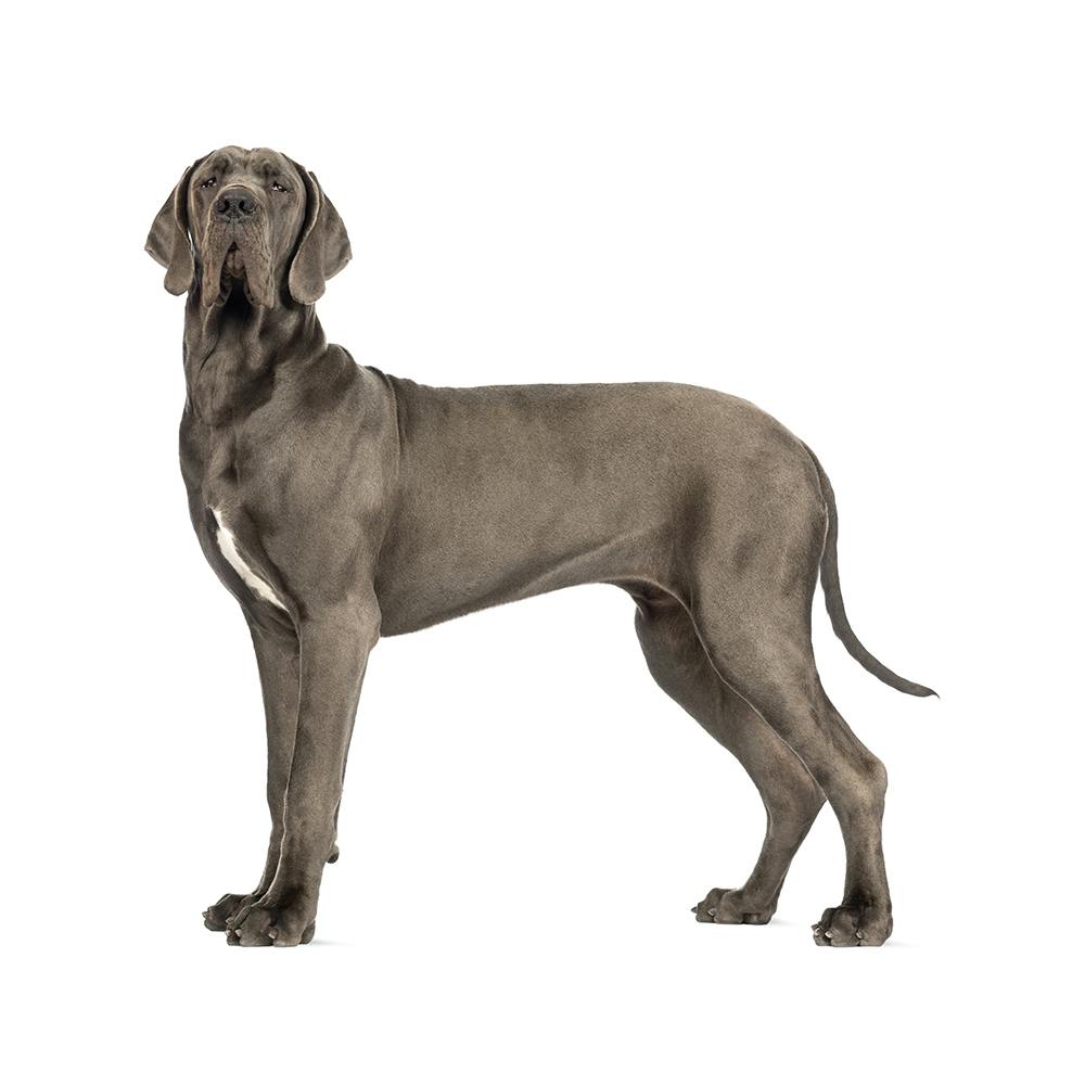 Great Dane