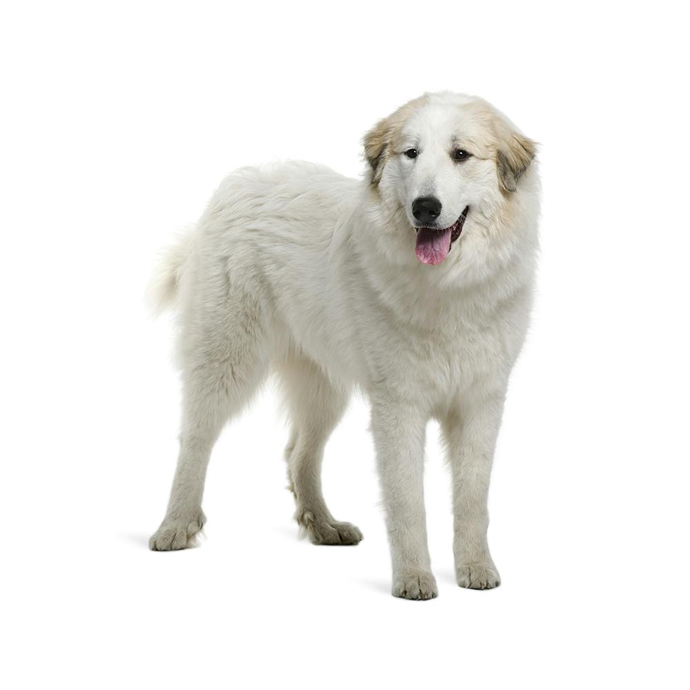 Great Pyrenees