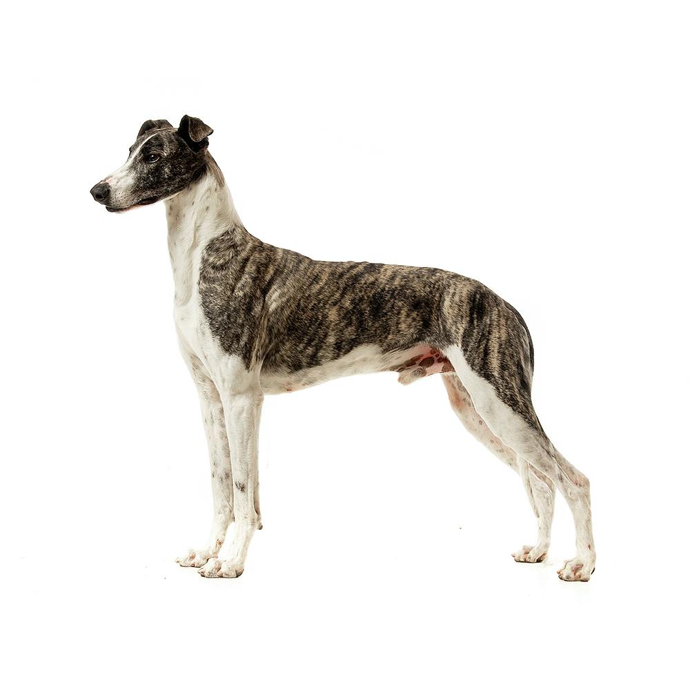 Hungarian Greyhound