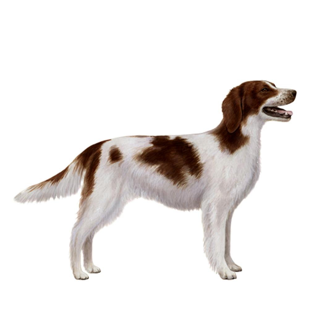 Irish Red and White Setter