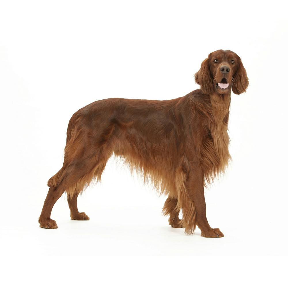 Irish Setter