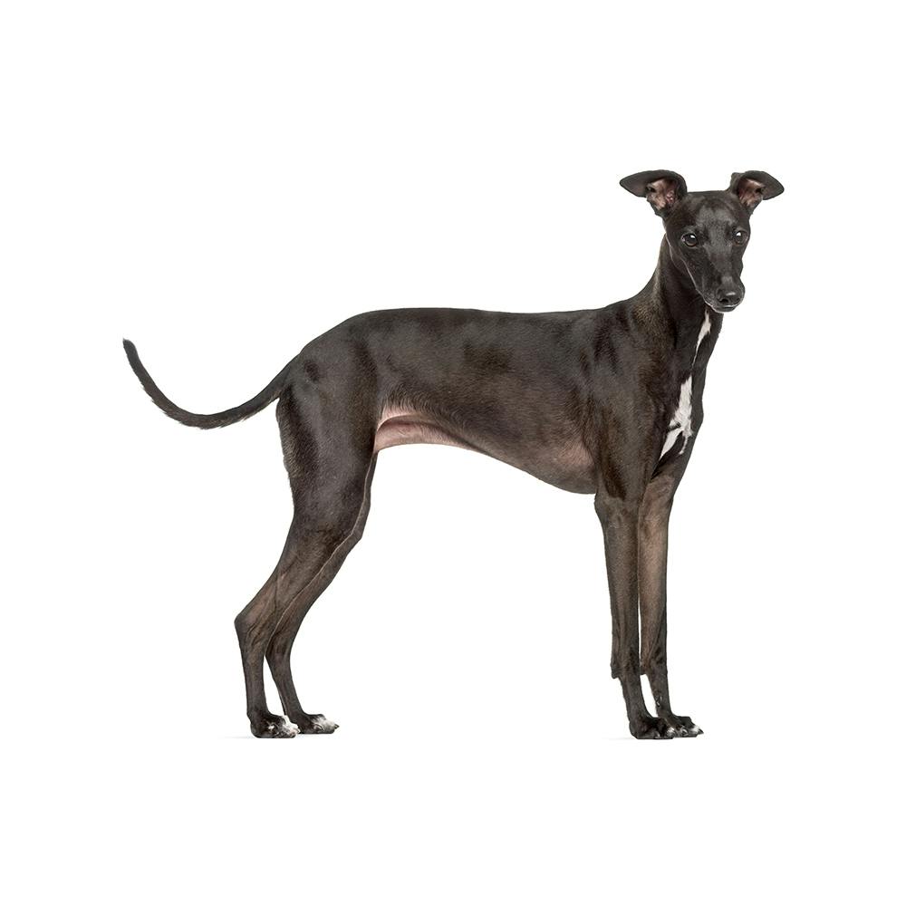 Italian Greyhound