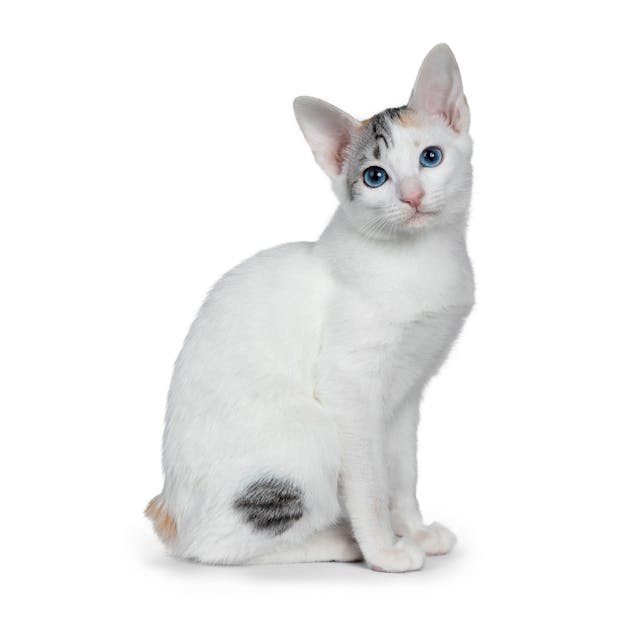 Japanese Bobtail