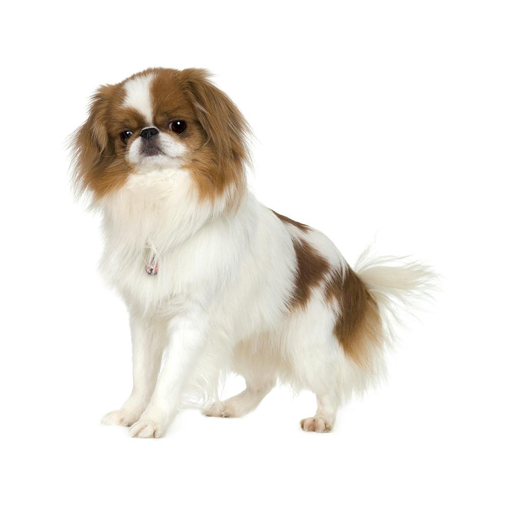 Japanese Chin