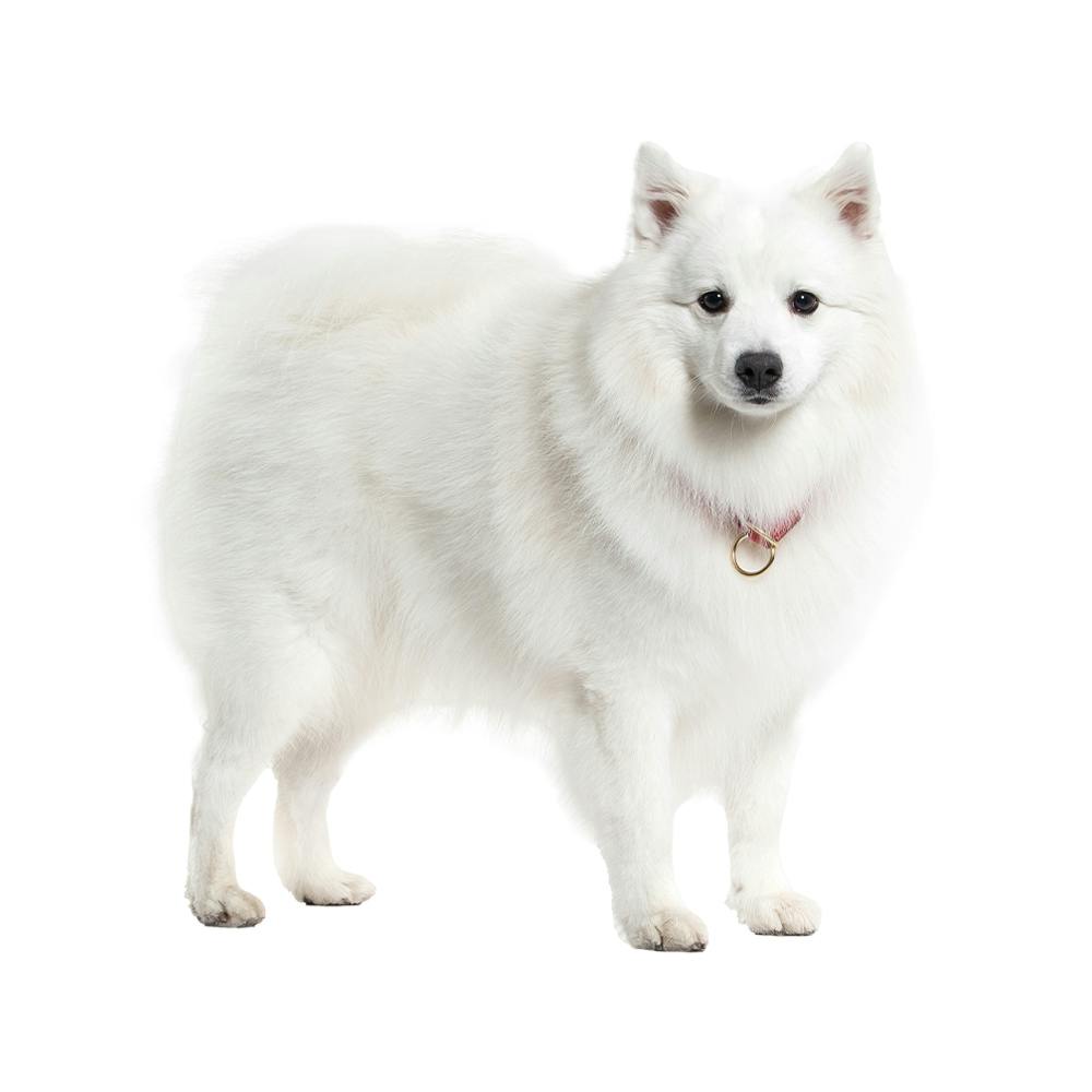 Japanese Spitz