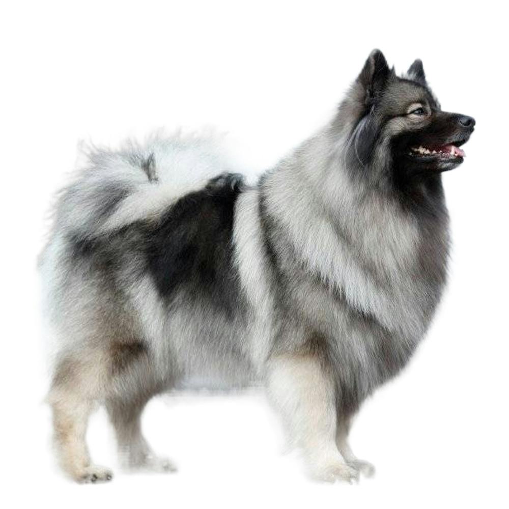 Keeshond