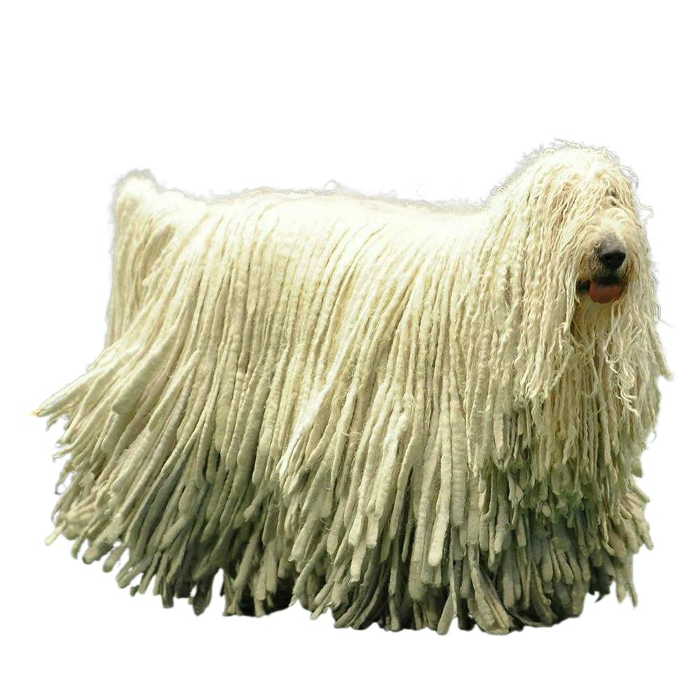 Komondor