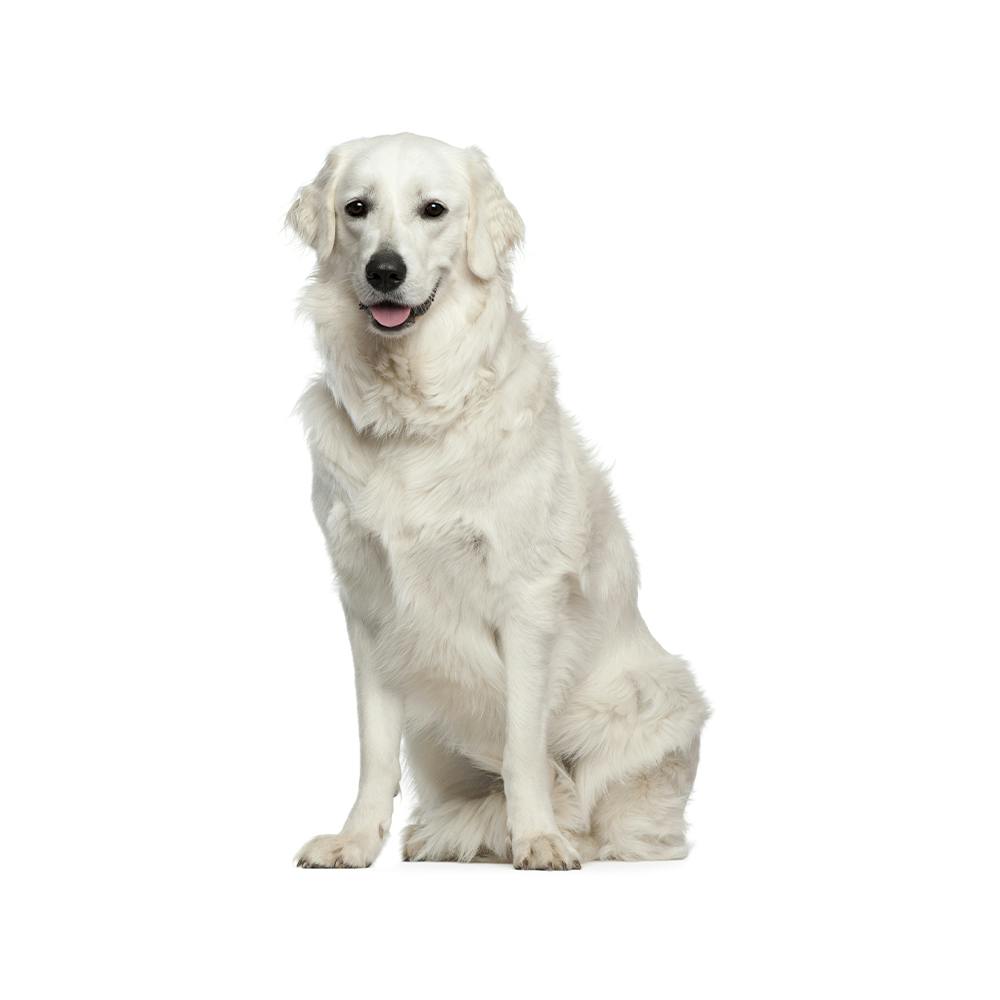 Kuvasz