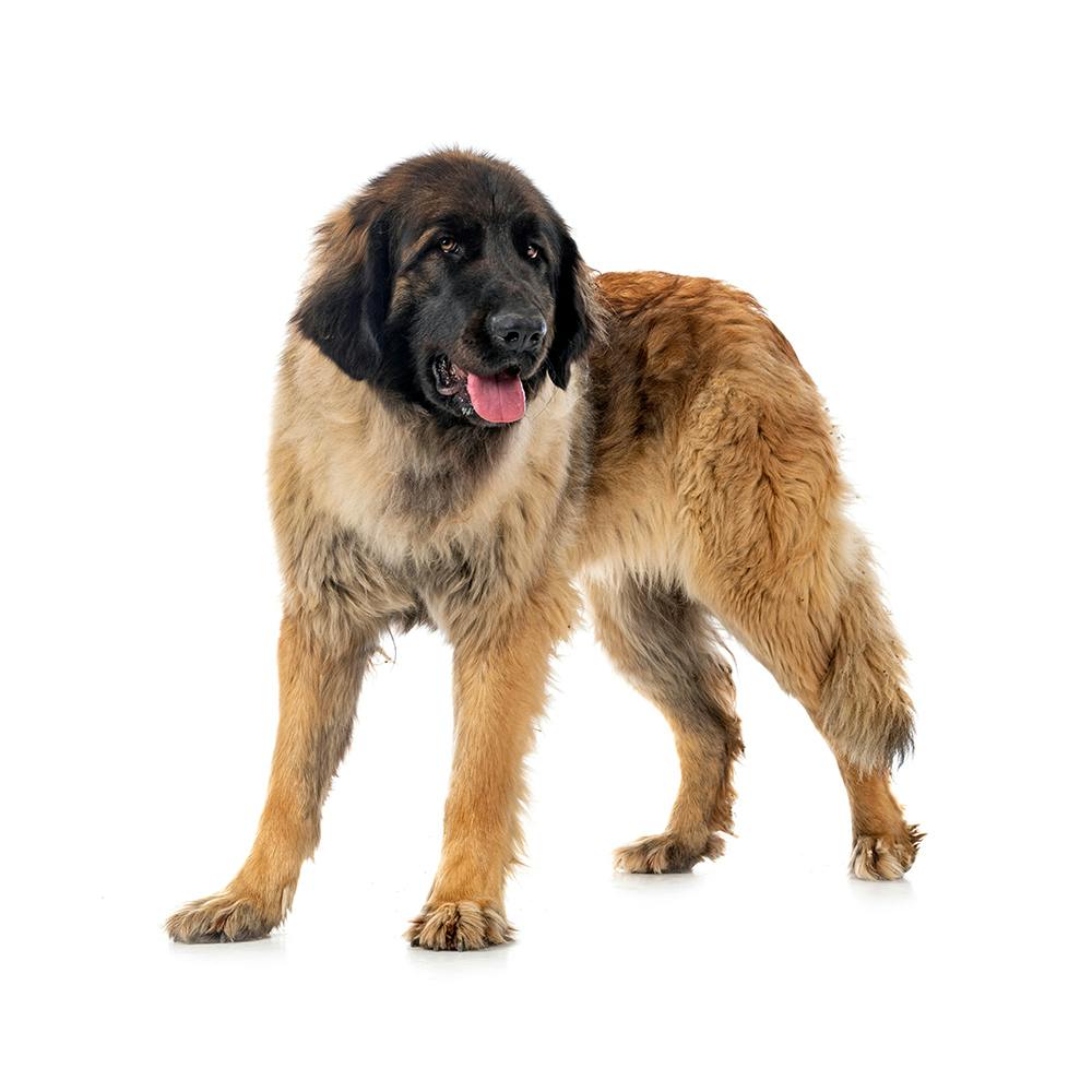 Leonberger