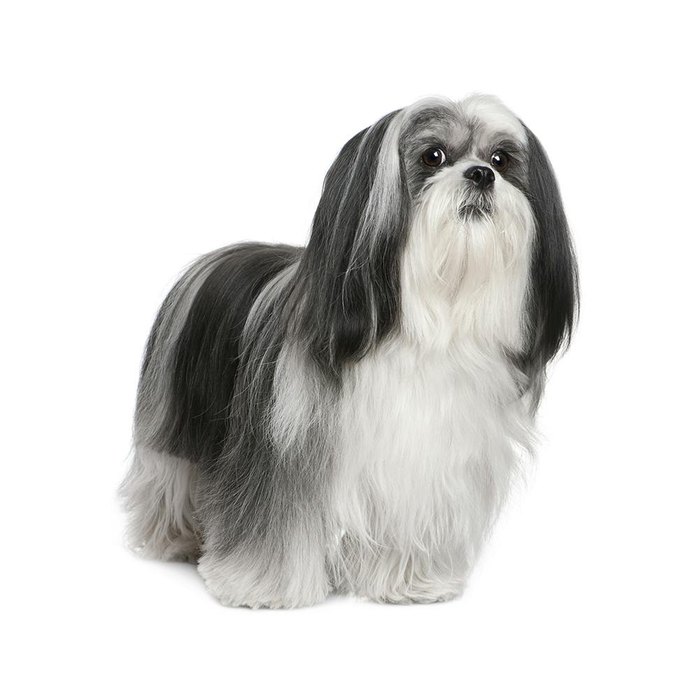 Lhasa Apso