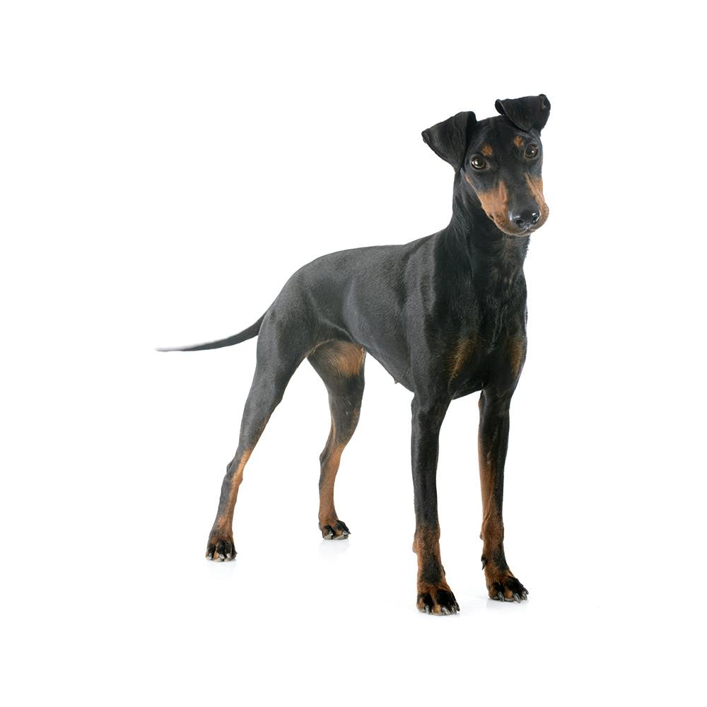 Manchester Terrier (Standard)