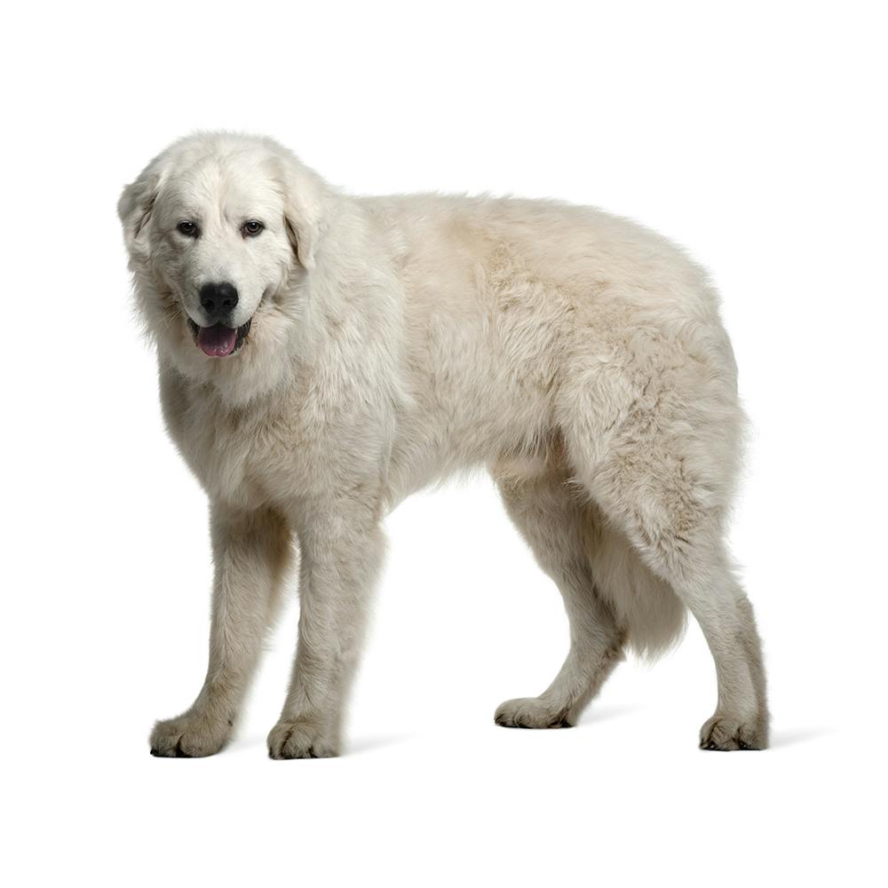 Maremma Sheepdog