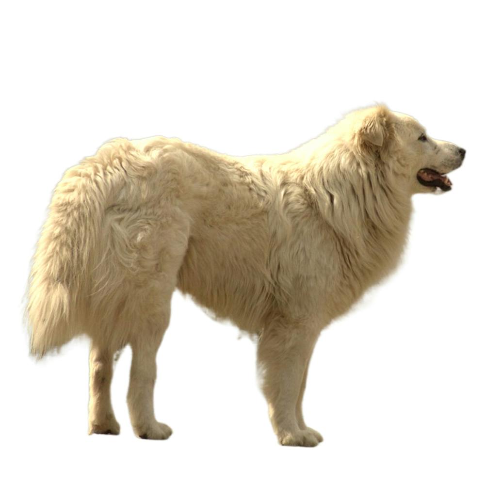 Mastino Abruzzese