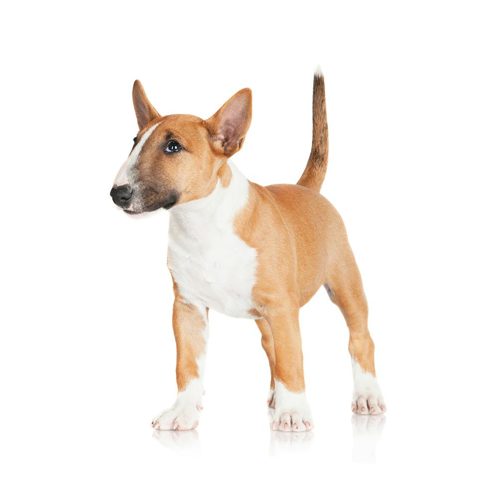 Miniature Bull Terrier