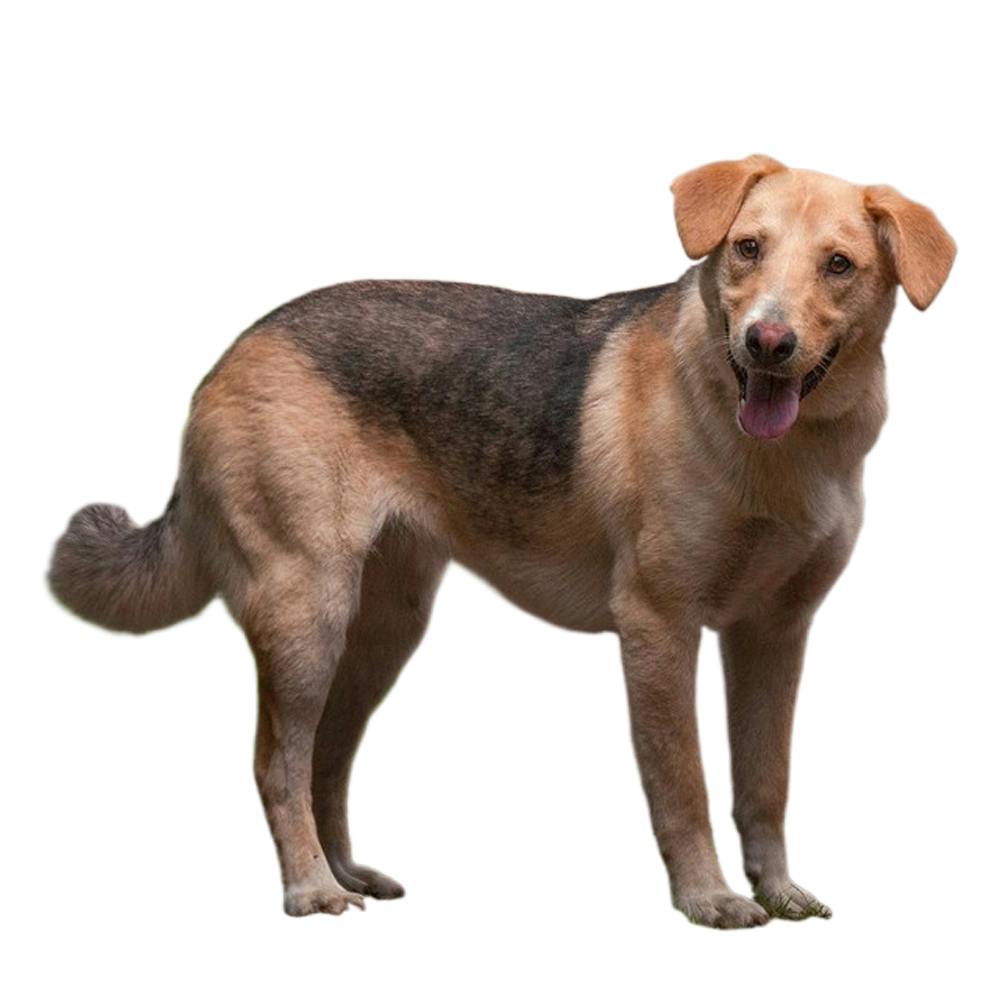 Mixed Breed Dog