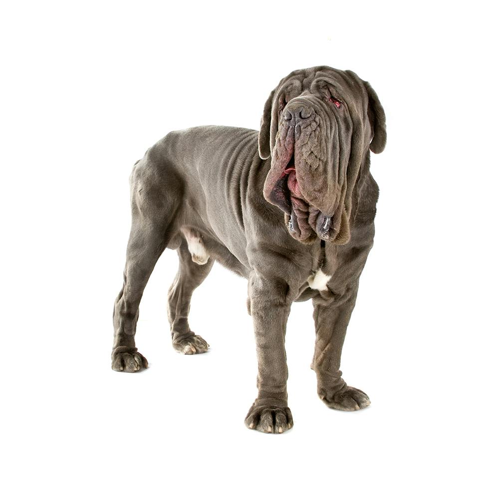 Neapolitan Mastiff