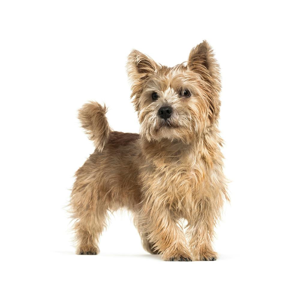 Norwich Terrier