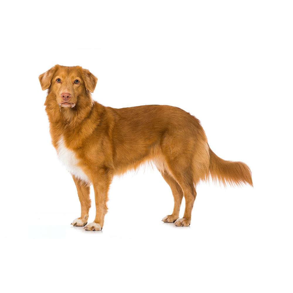 Nova Scotia Duck Tolling Retriever