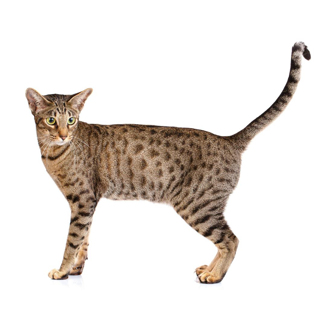 Ocicat