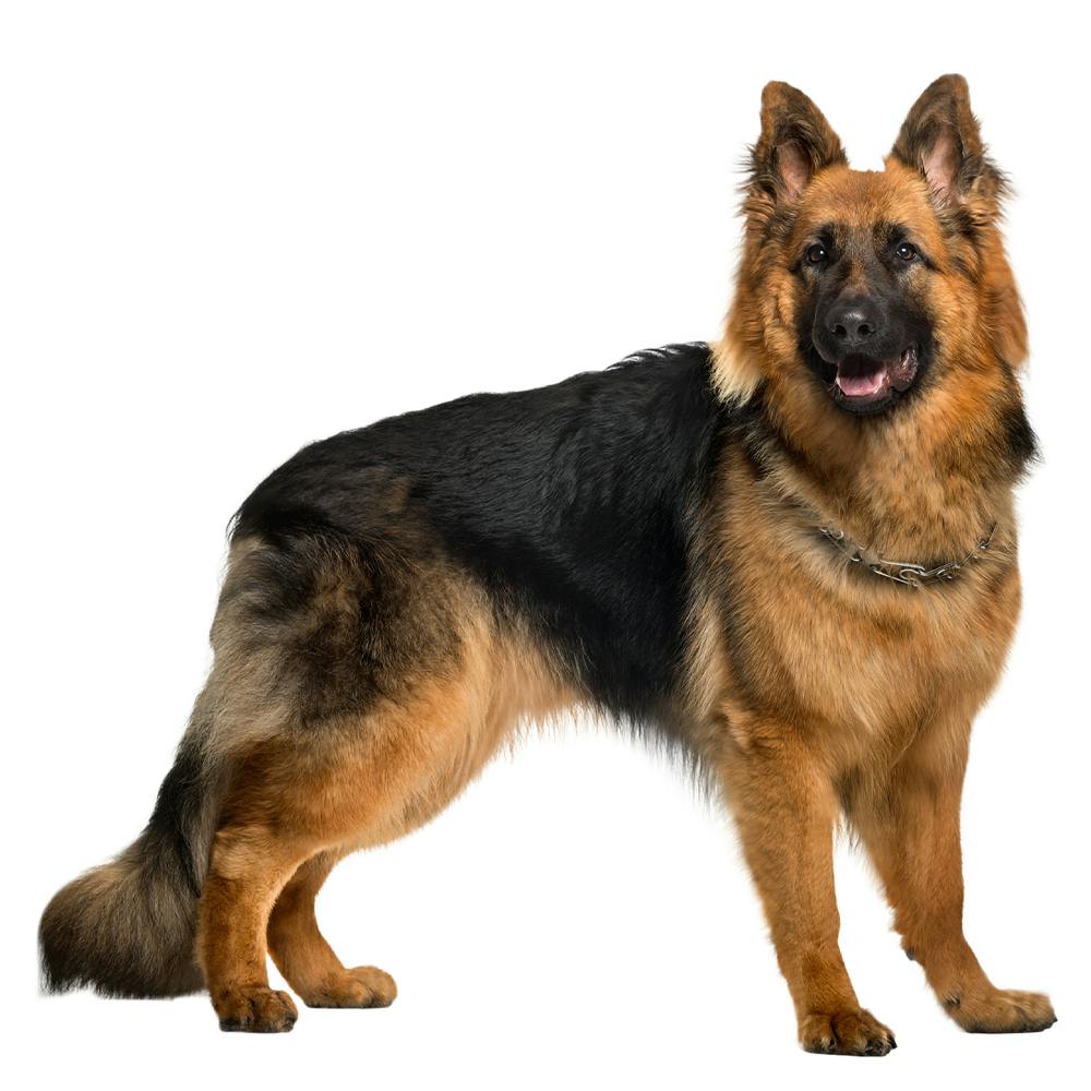 Old German Shepherd