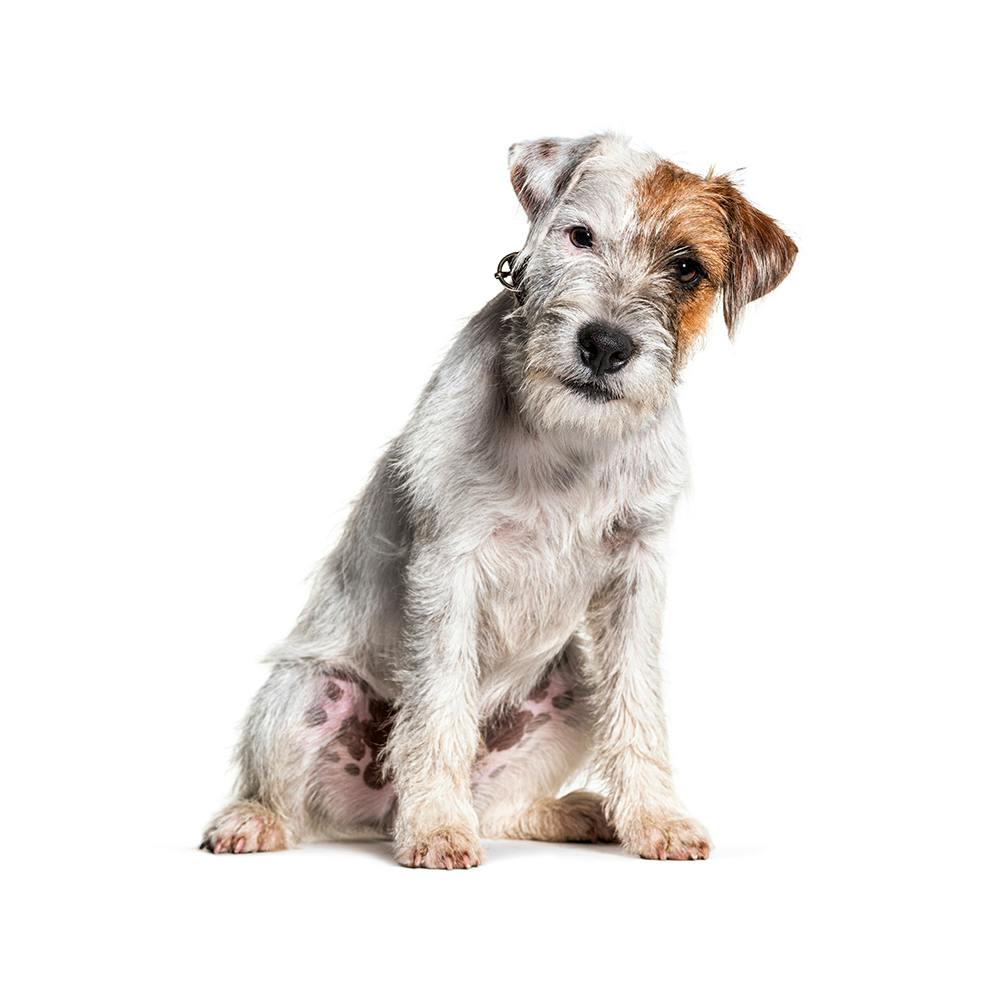 Parson Russell Terrier