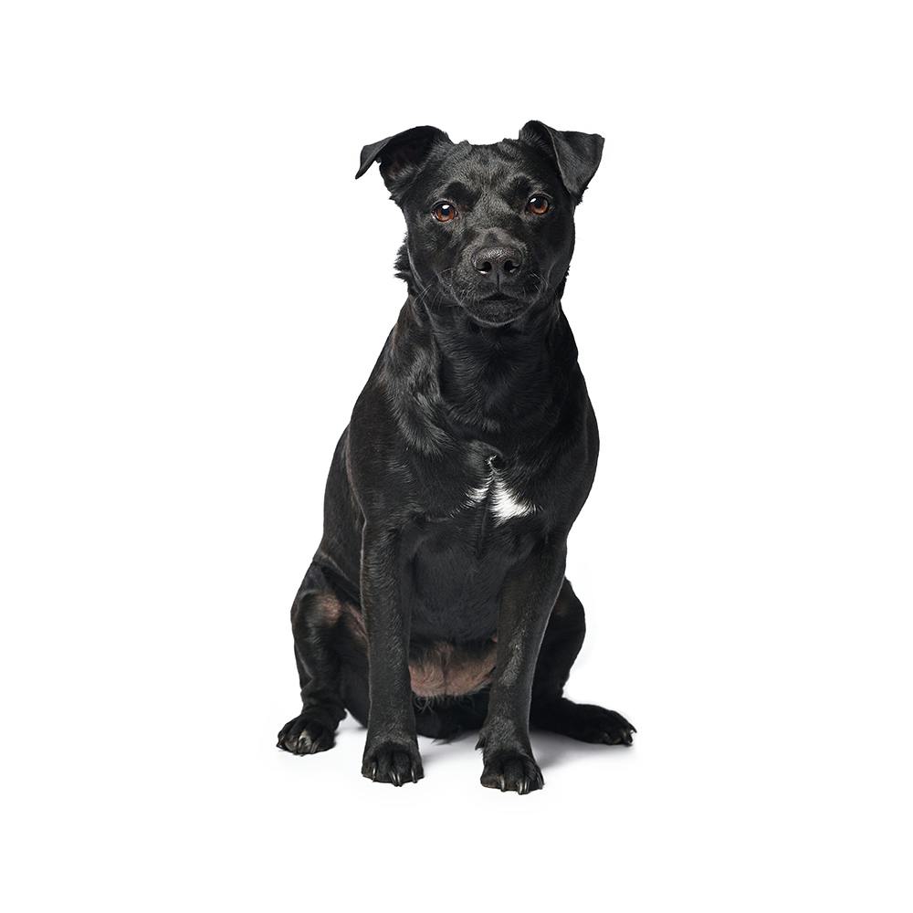 Patterdale Terrier