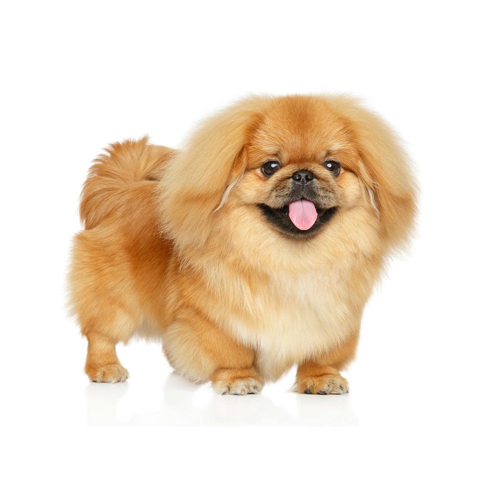 Pekingese