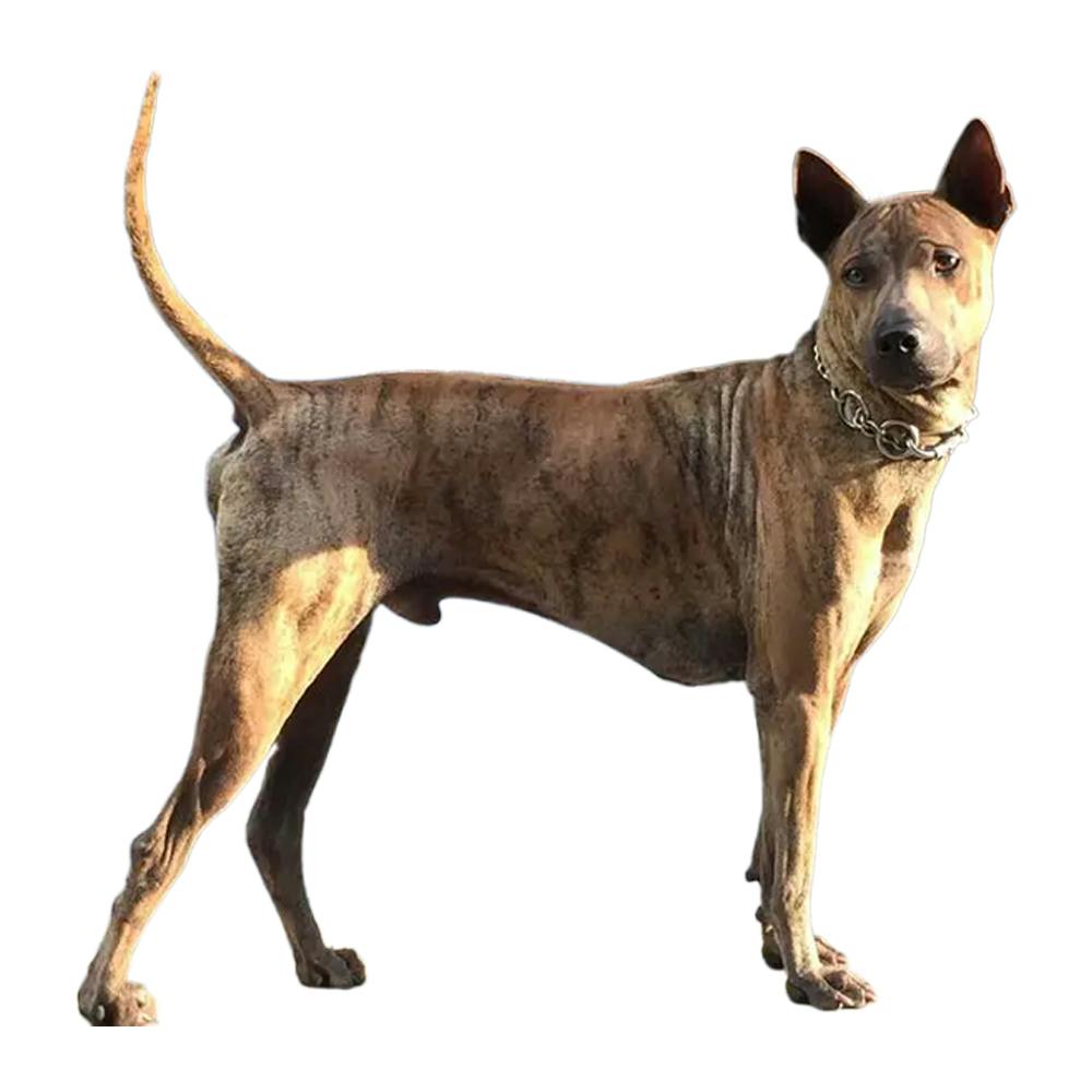 Phú Quốc Ridgeback