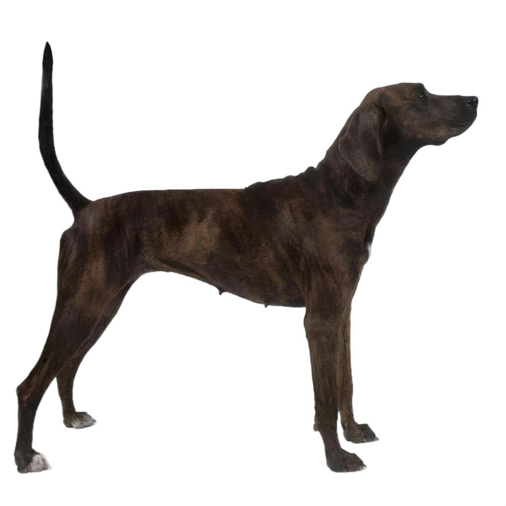 Plott Hound