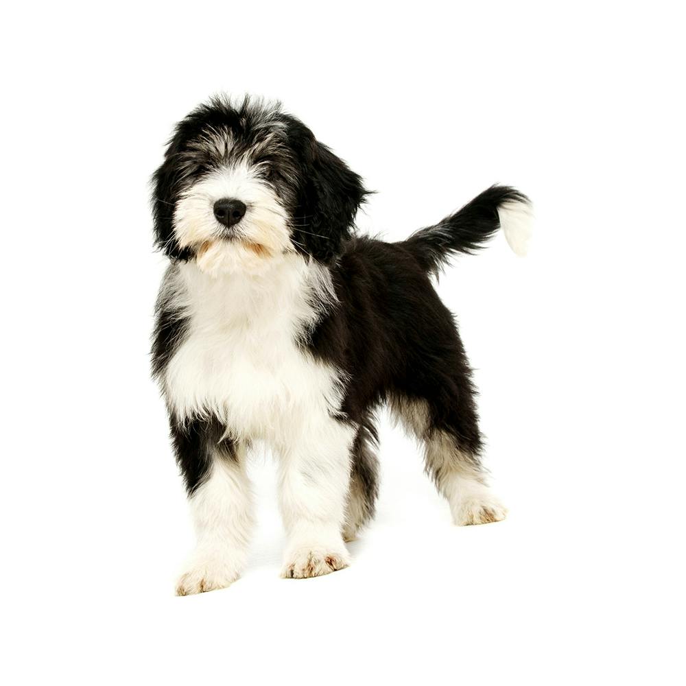 Polish Lowland Sheepdog