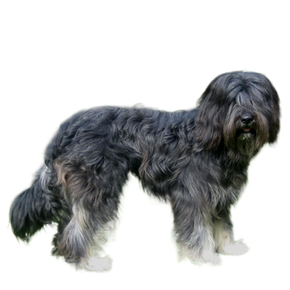 Portuguese Sheepdog