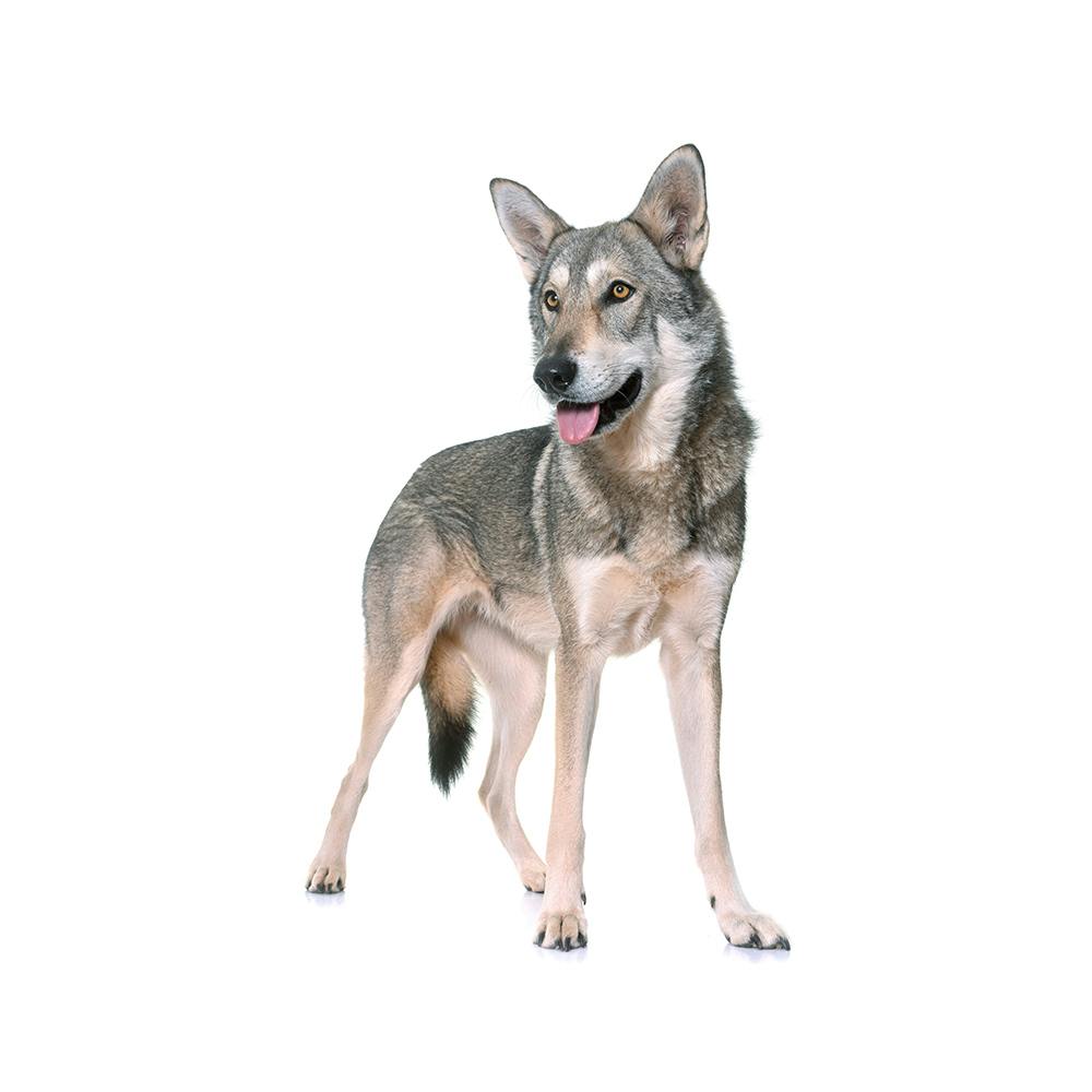 Saarloos Wolfdog