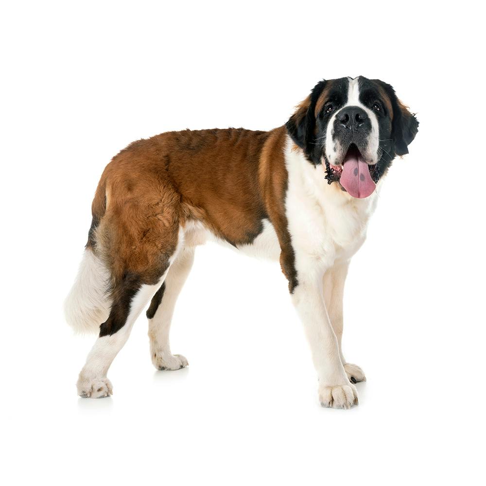 Saint Bernard