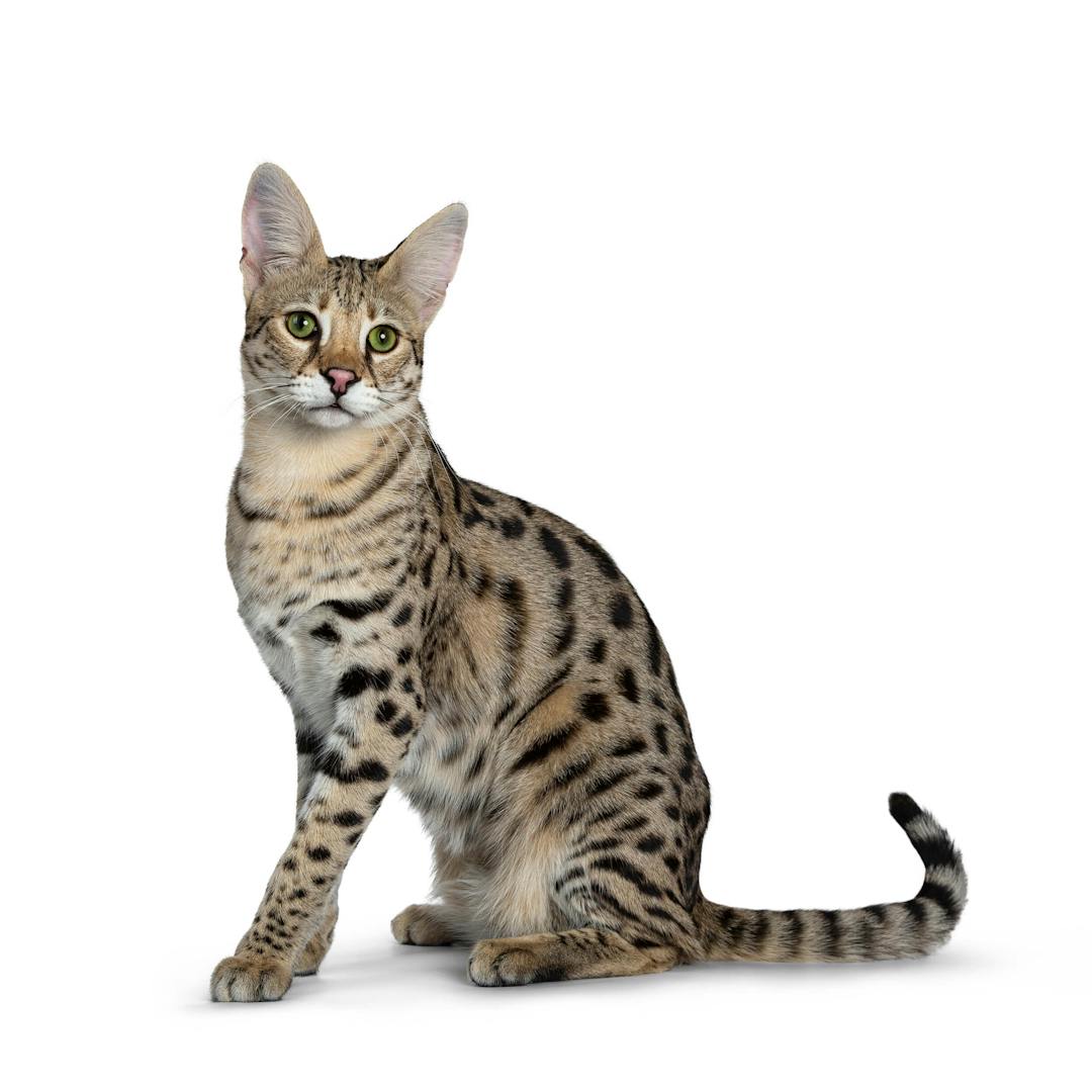 Savannah Cat