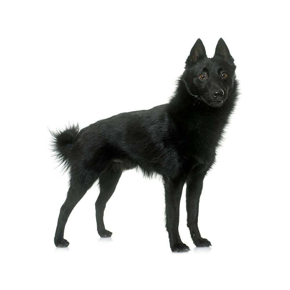 Schipperke