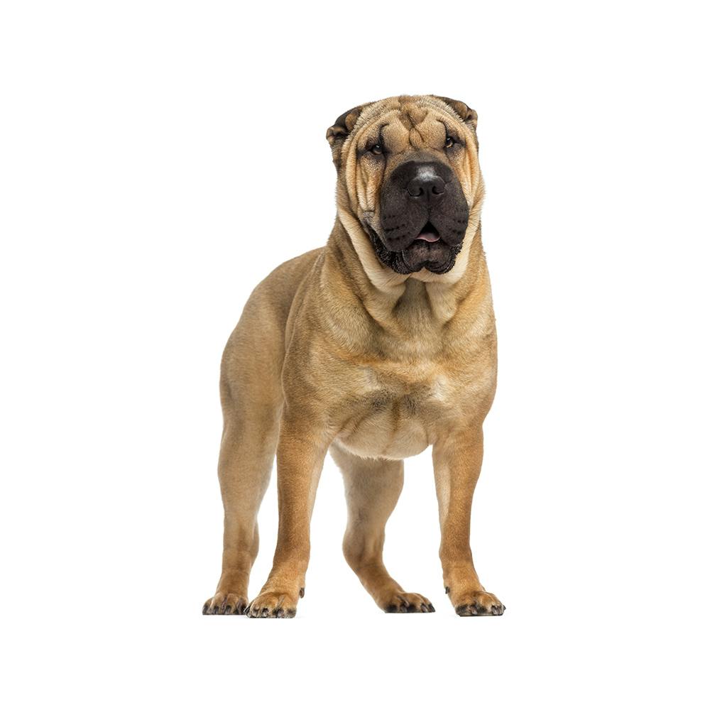 Shar-Pei