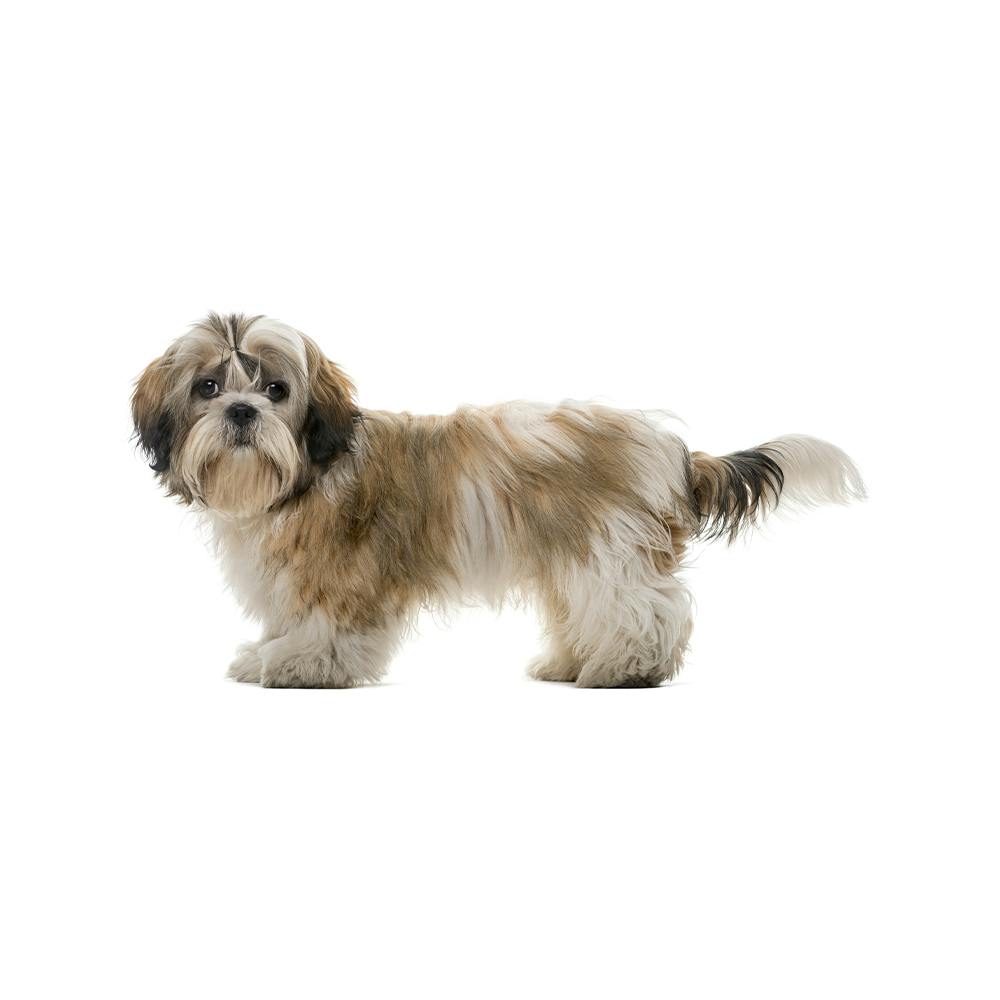 Shih Tzu