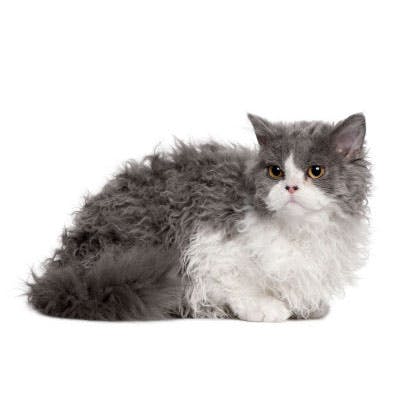 Selkirk Rex