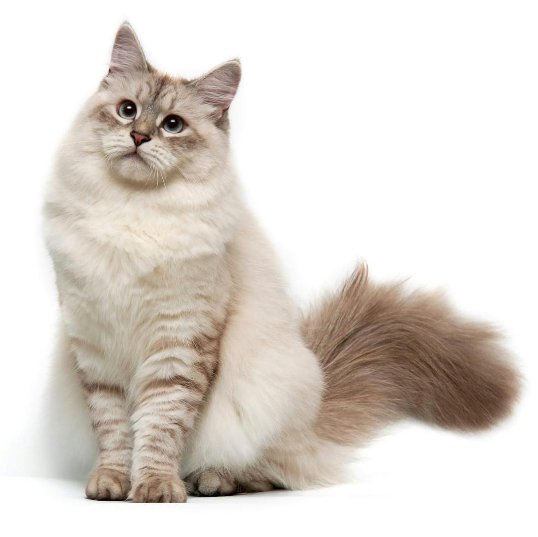 Siberian Cat