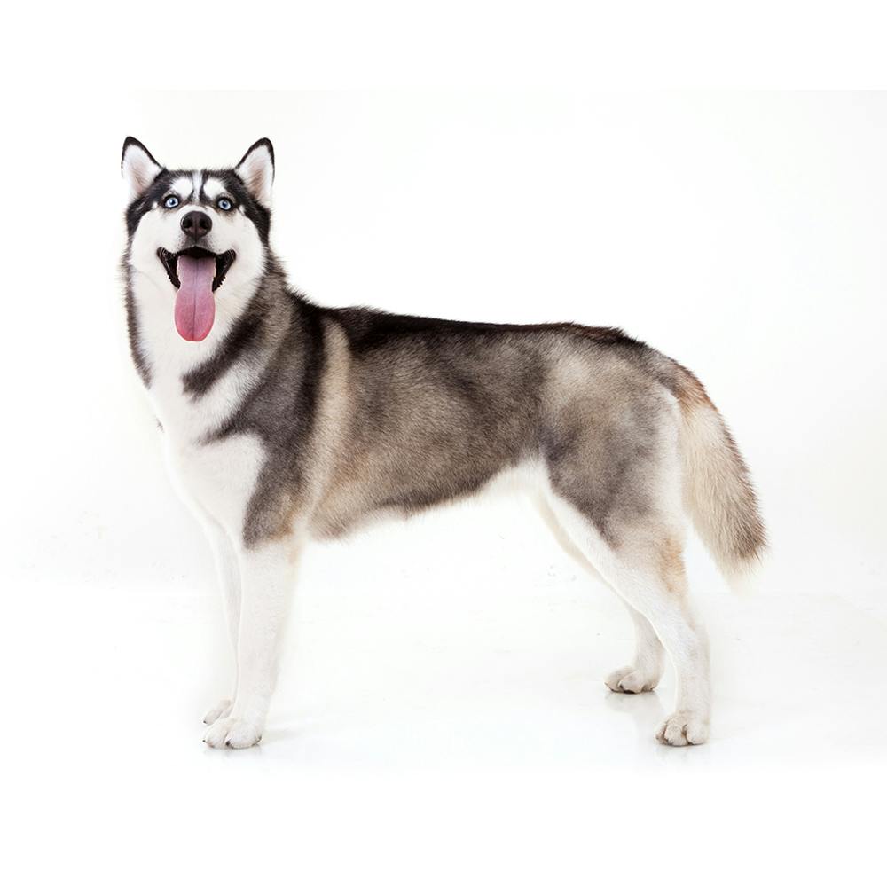 Siberian Husky