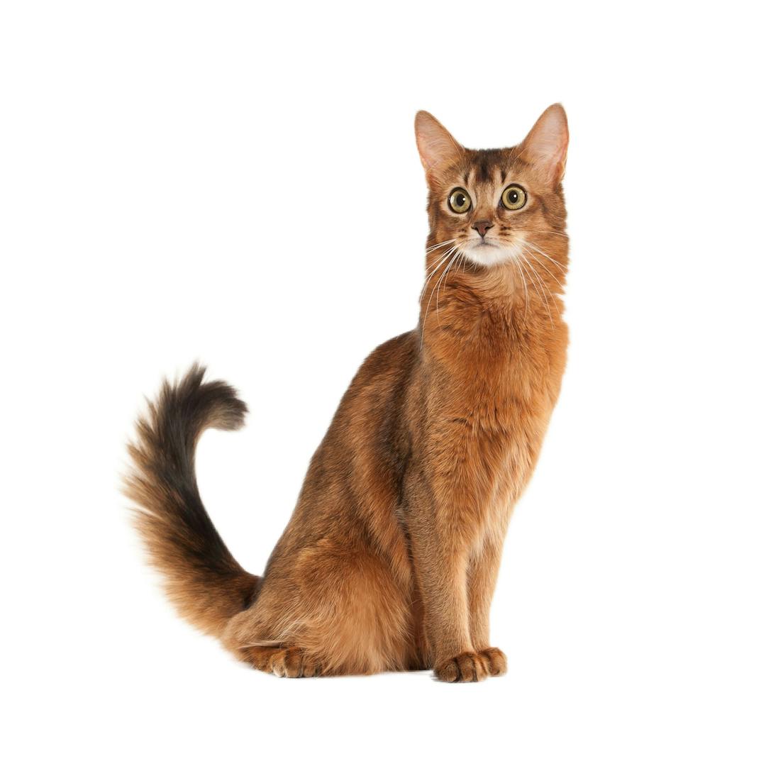 Somali Cat